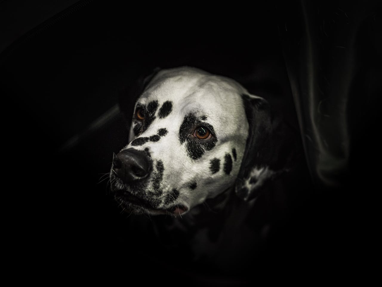 dalmatian