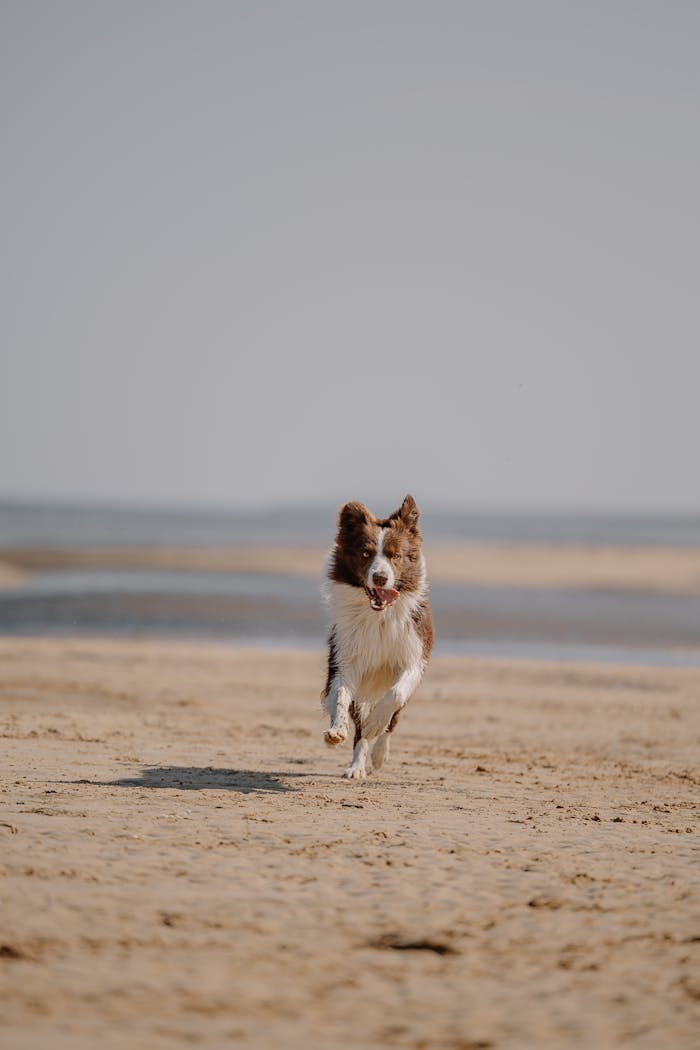 A dog running on the beach with the ocean in the background